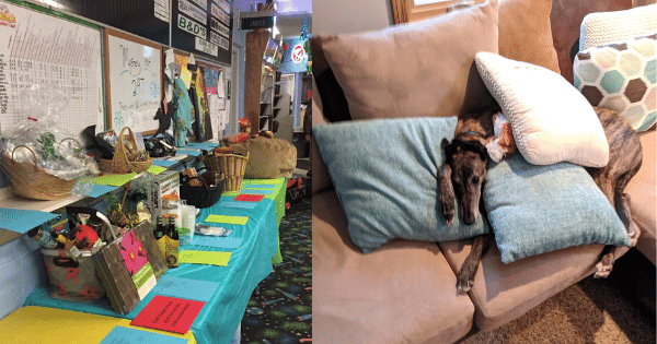 cute dog covered in pillows on the couch